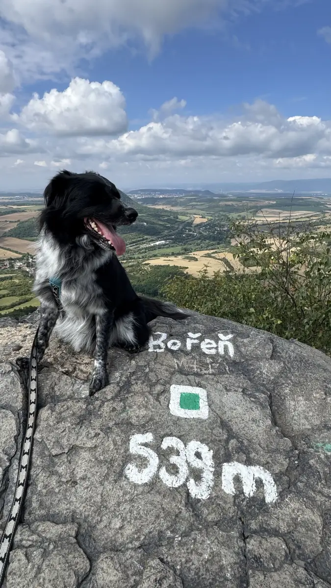 Bořeň